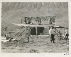 Image: Shark meat drying near Fiord entrance to Rink Glacier, world's fastest moving gl